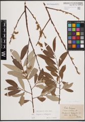 Foto von Salix caprea L. x Salix eleagnos Scop.
